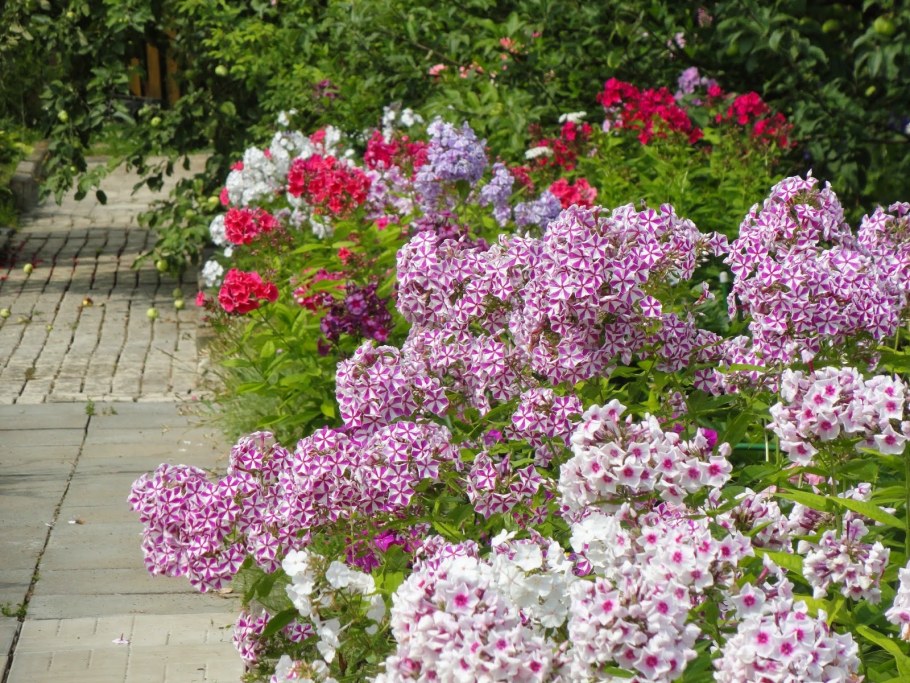 Флокс сорт Элизабет