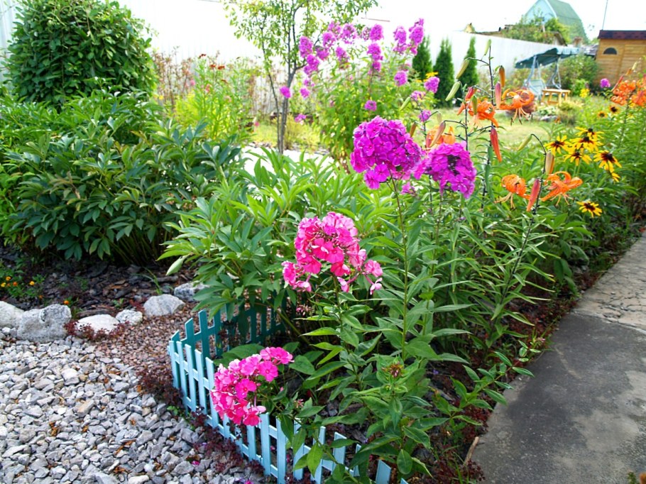 Миксбордер с пионами и флоксами