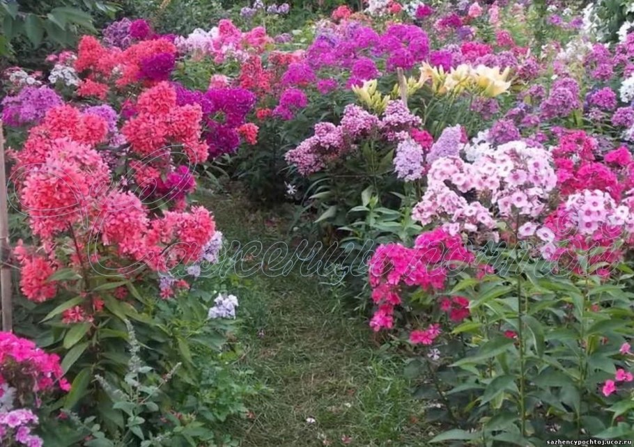 Флокс метельчатый на клумбе