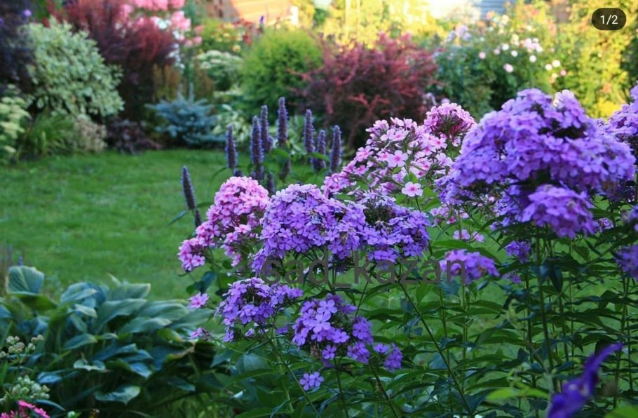 Флокс метельчатый ландшафтный