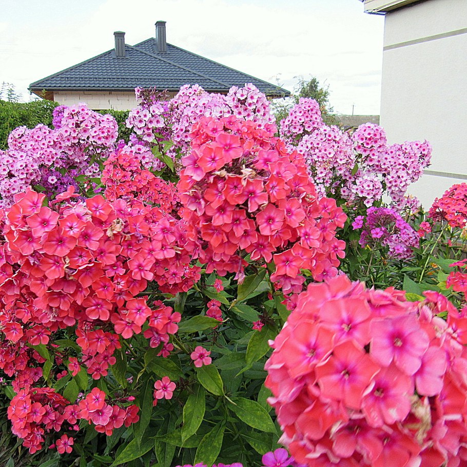 Флокс метельчатый 'Флоксана'