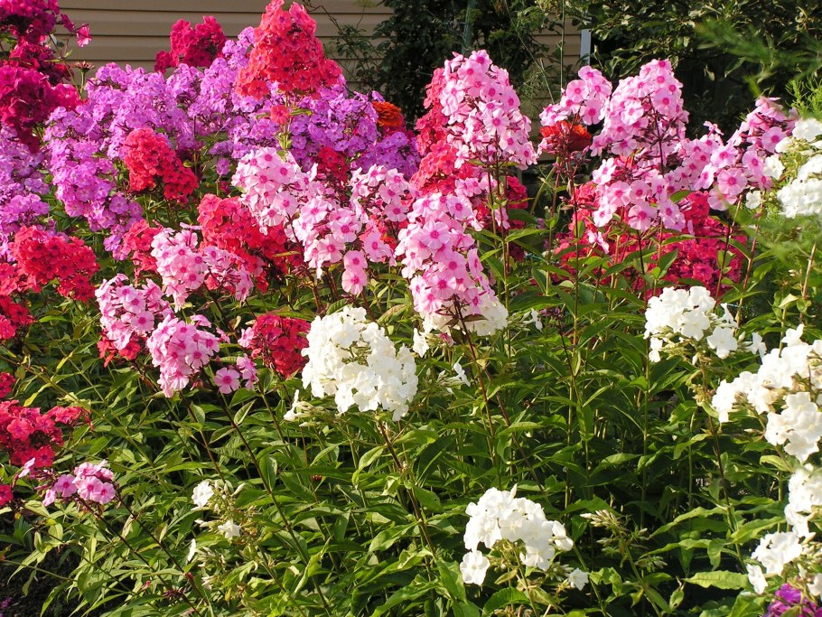 Флоксы кустовые