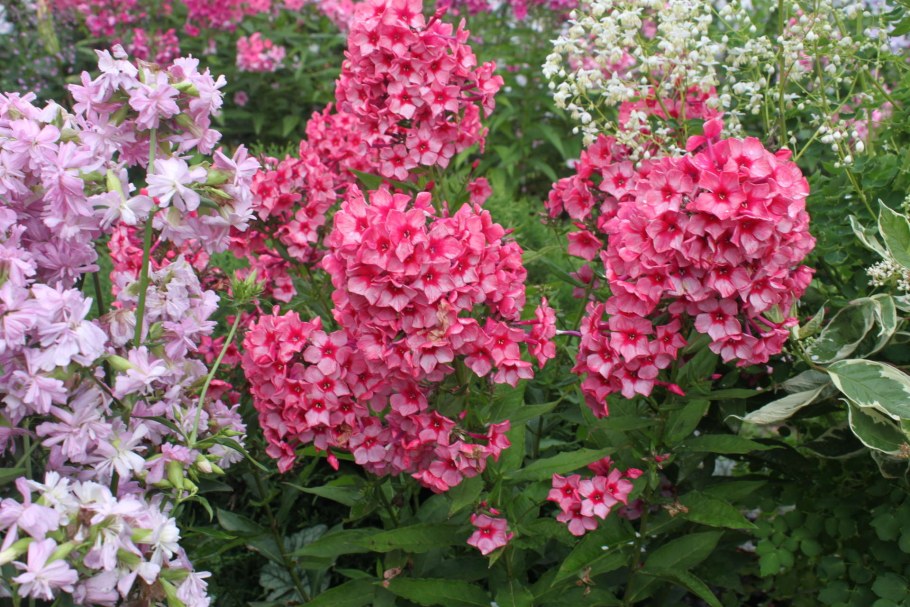 Флокс метельчатый на клумбе