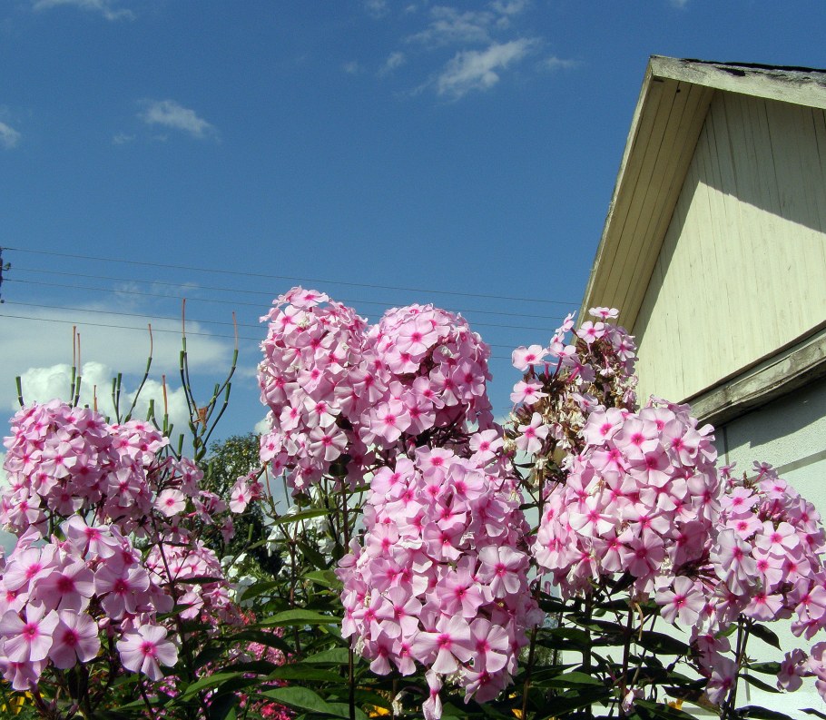 Флоксы цветы