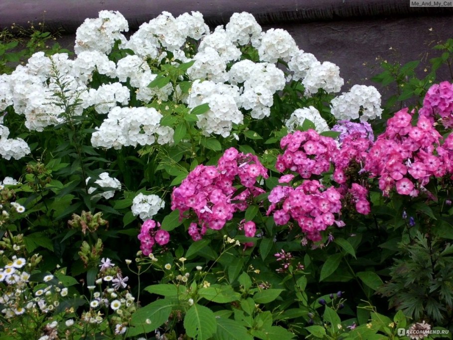 Флокс метельчатый Архангел