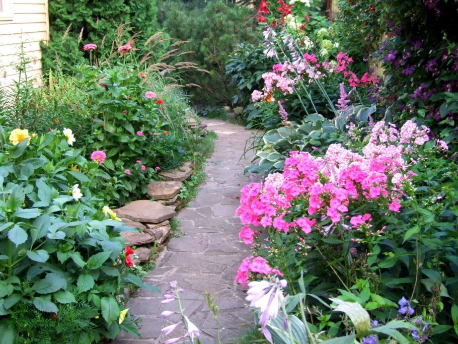 Миксбордер с пионами флоксами и розами