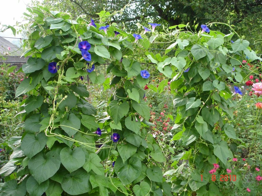 Садовая Лиана ипомея