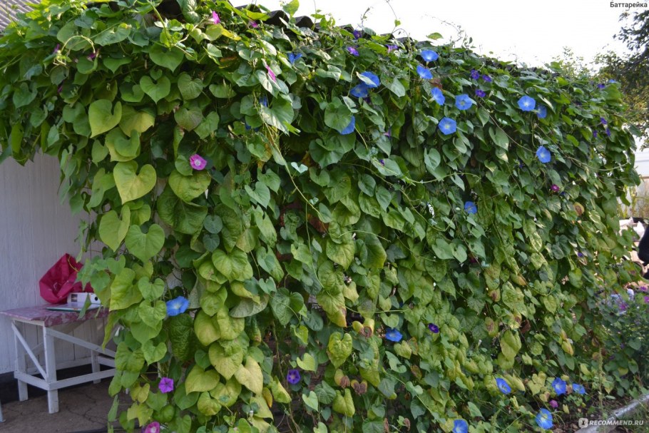 Садовая Лиана ипомея