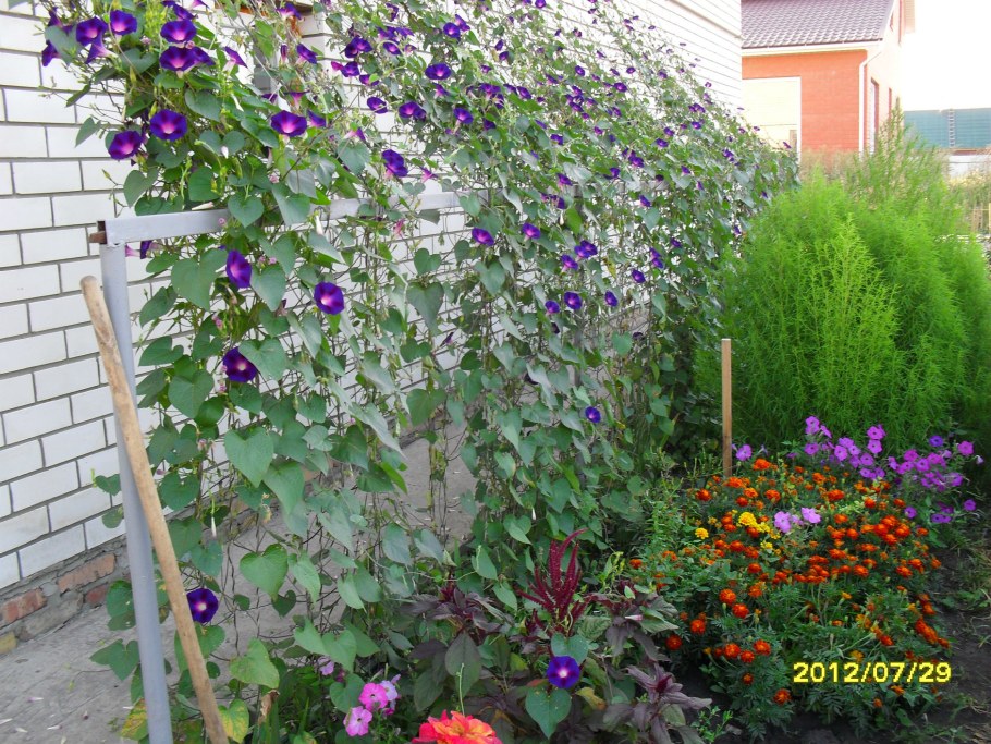 Клематис Вьюнок