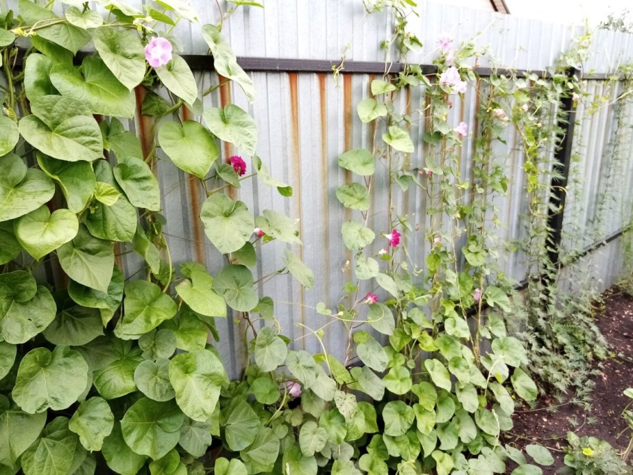 Ипомея вьющаяся