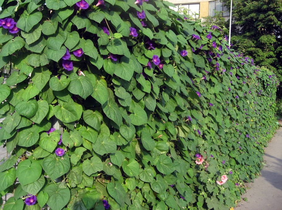 Клематис на перголе