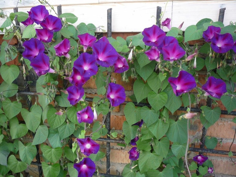 Ипомея живой забор