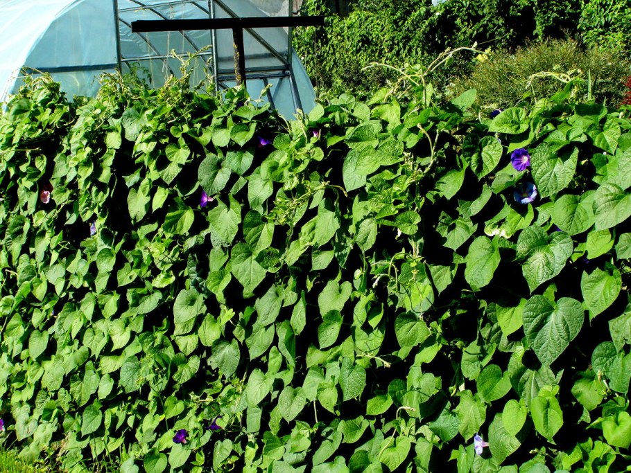 Клематис Лиана