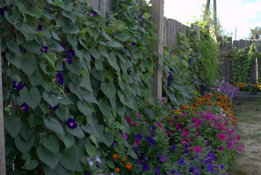 Вьюн ипомея