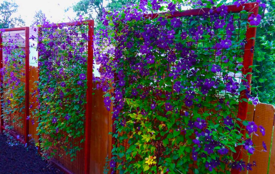 Цветок тунбергия