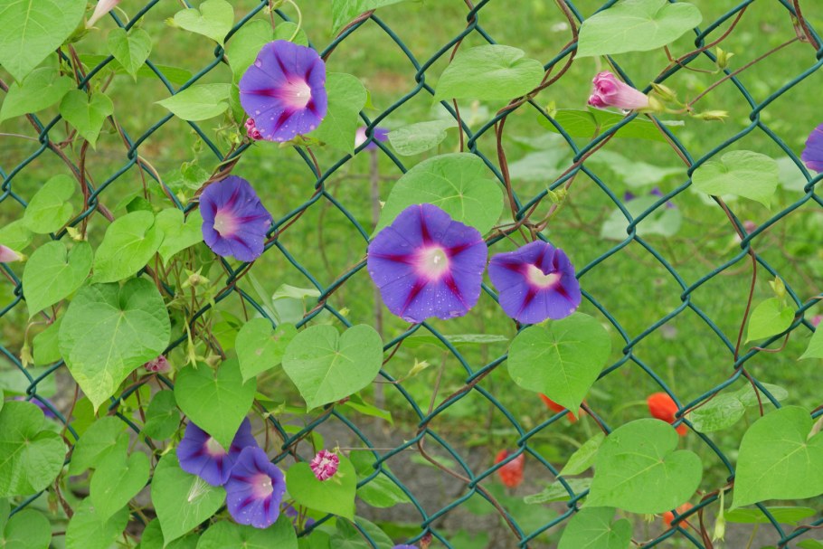 Квамоклит лопастный Лиана