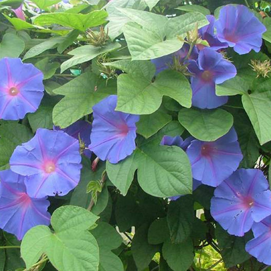 Ипомея ампельная