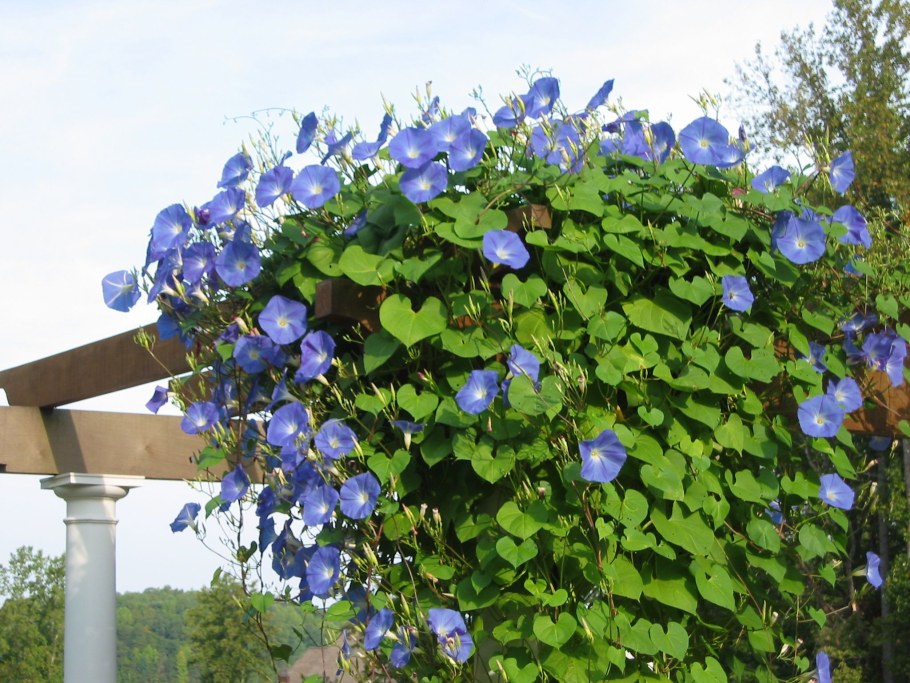 Ипомея цветок Лиана