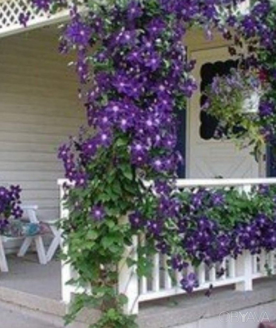 Клематис Вьюнок