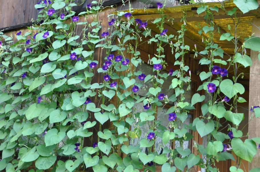 Ипомея Живая изгородь