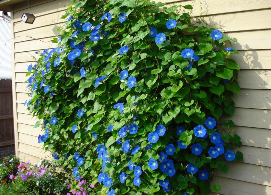 Клематис Лиана