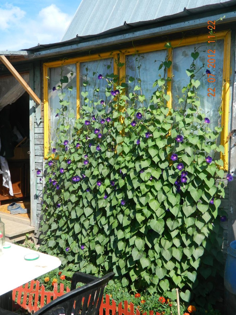 Ипомея вьющаяся