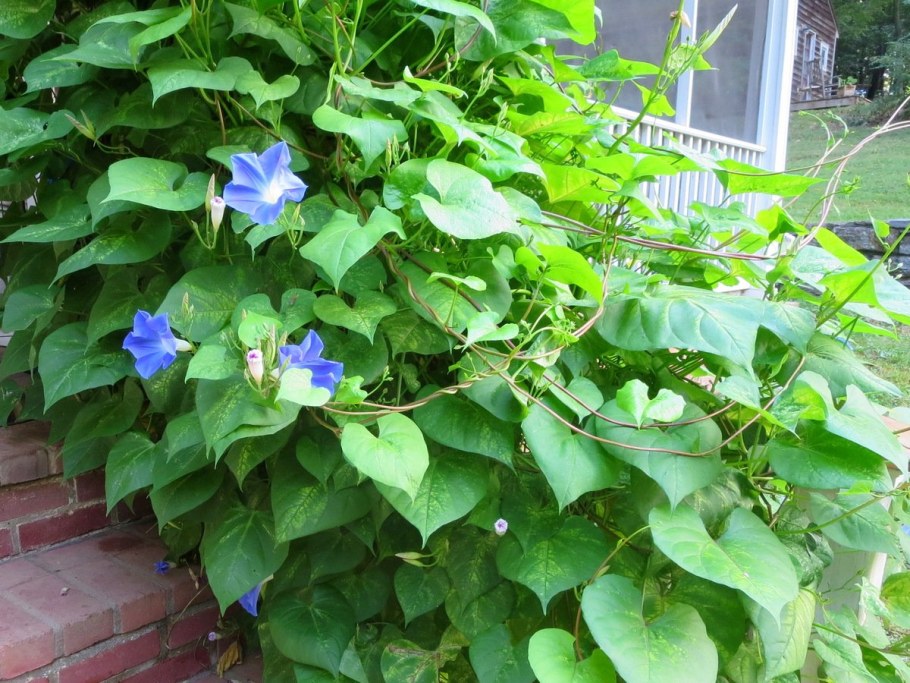 Вертикальное Озеленение кампсис