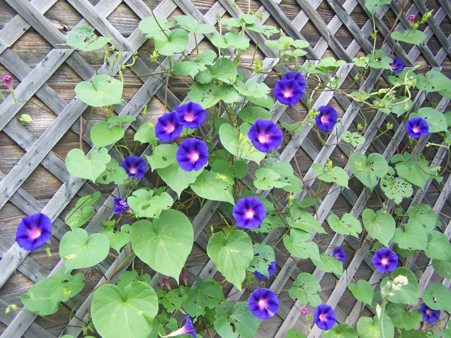 Ипомея Вьюнок