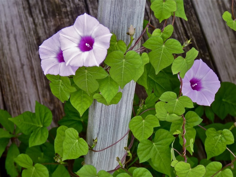 Вьюн ипомея розовый