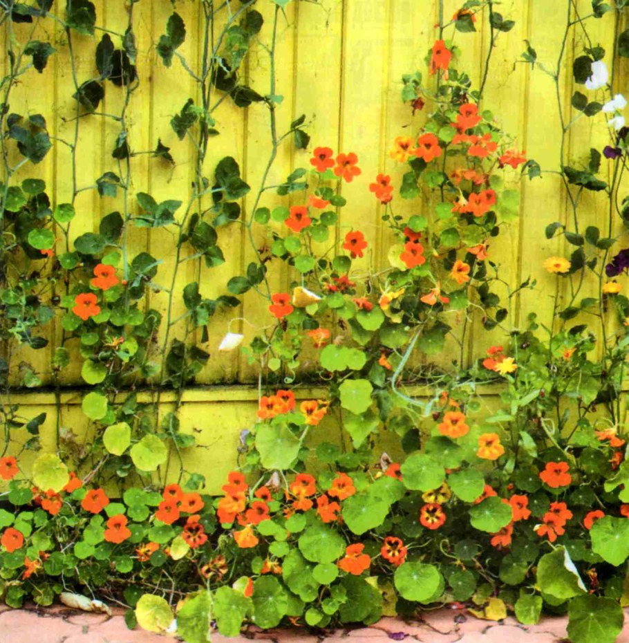 Вьюн ипомея изгородь