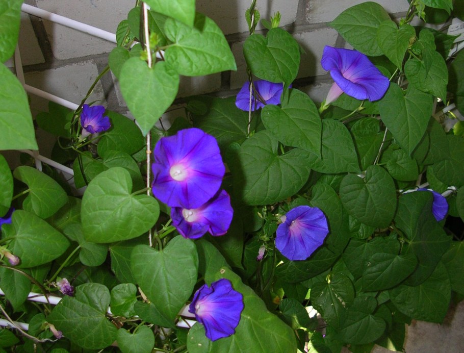 Клематис Жакмана на арке