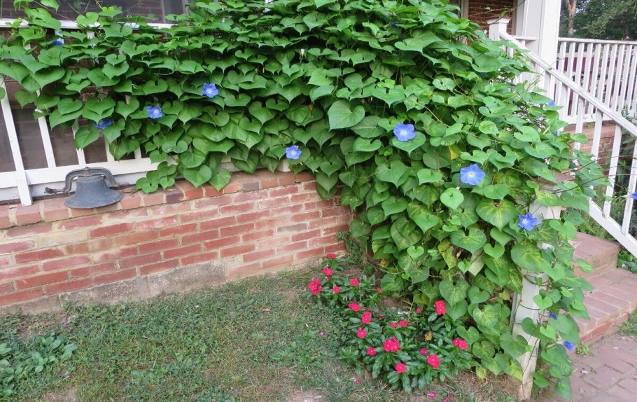 Ипомея Шантеклер