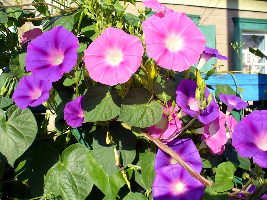 Вьюн ипомея