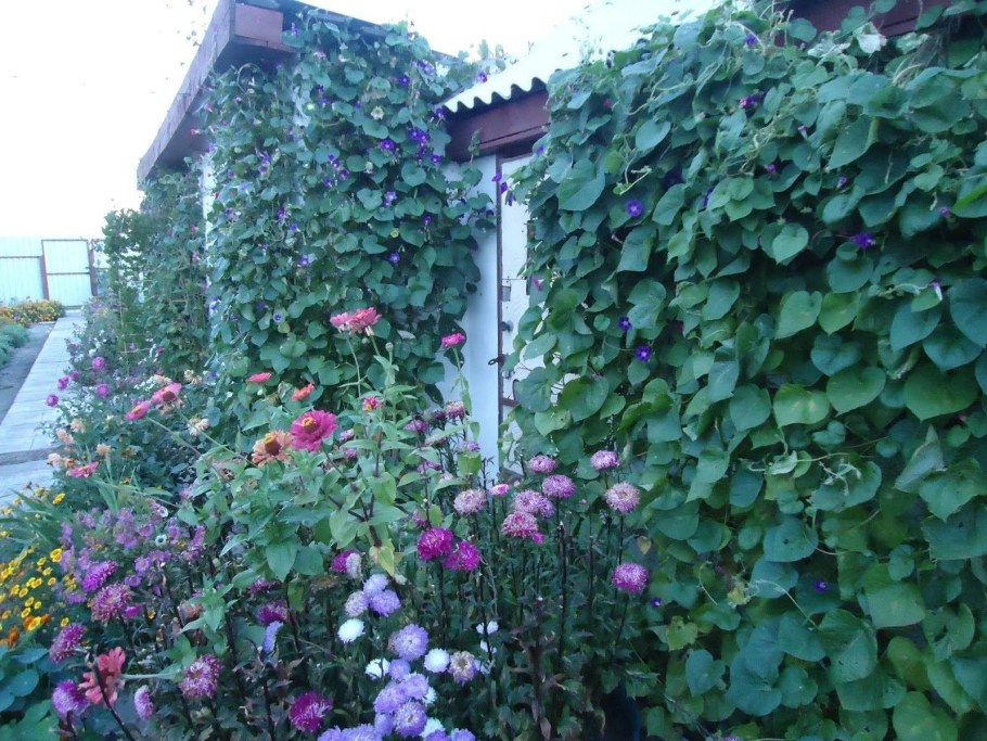 Вьюн плющ уличный