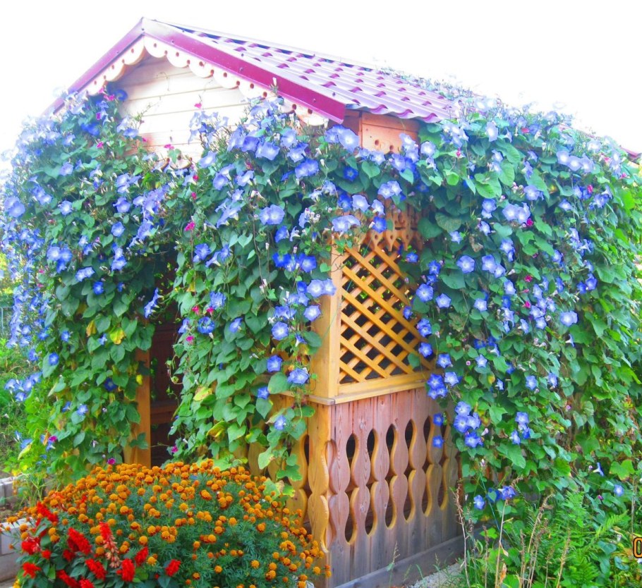 Ипомея цветок Лиана