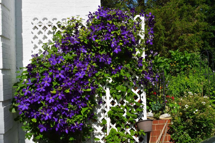 Ипомея изгородь