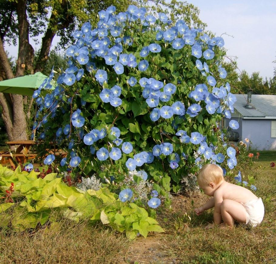 Ипомея пурпурная Лиана