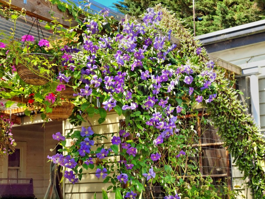 Ипомея Лиана