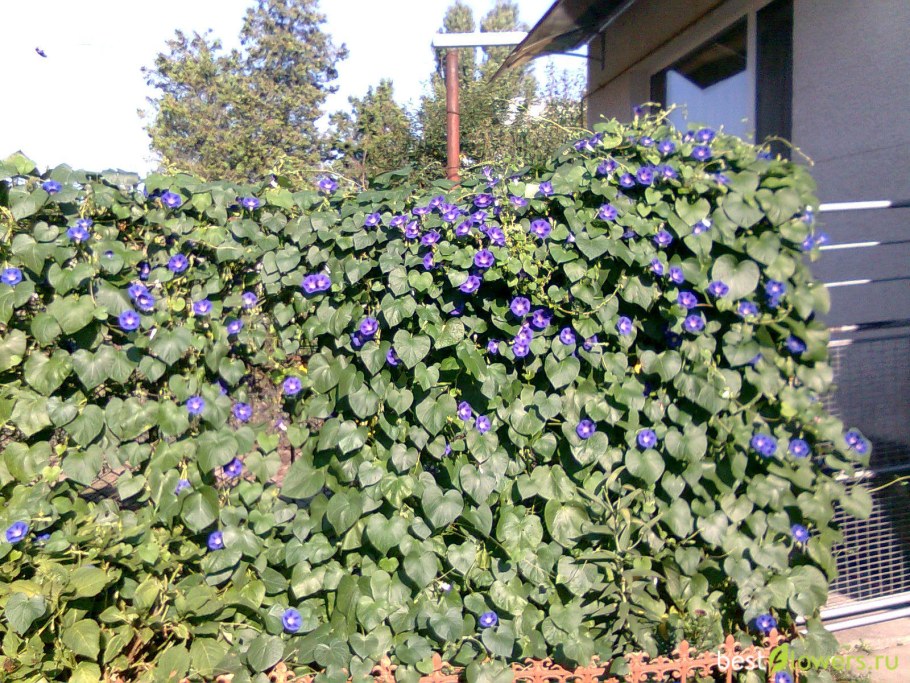 Настурция Вьюн