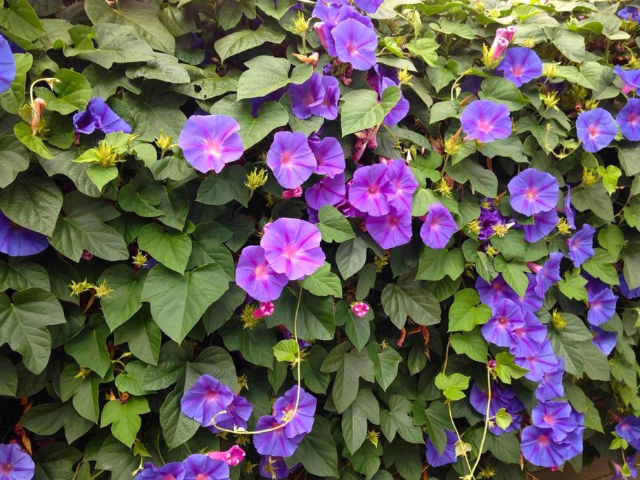 Вьюнок колокольчик