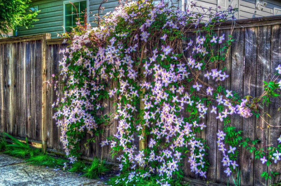 Вьюн ипомея