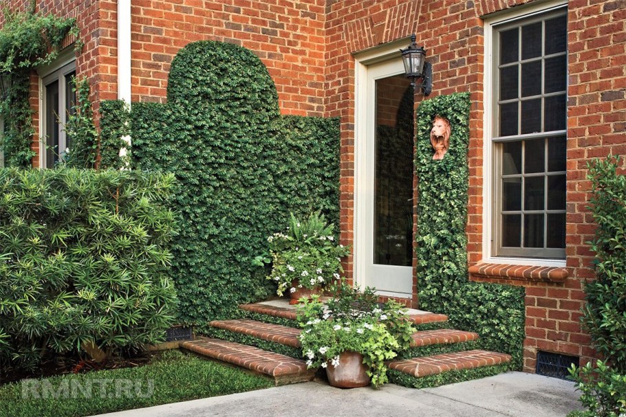 Зеленая стена девичий виноград