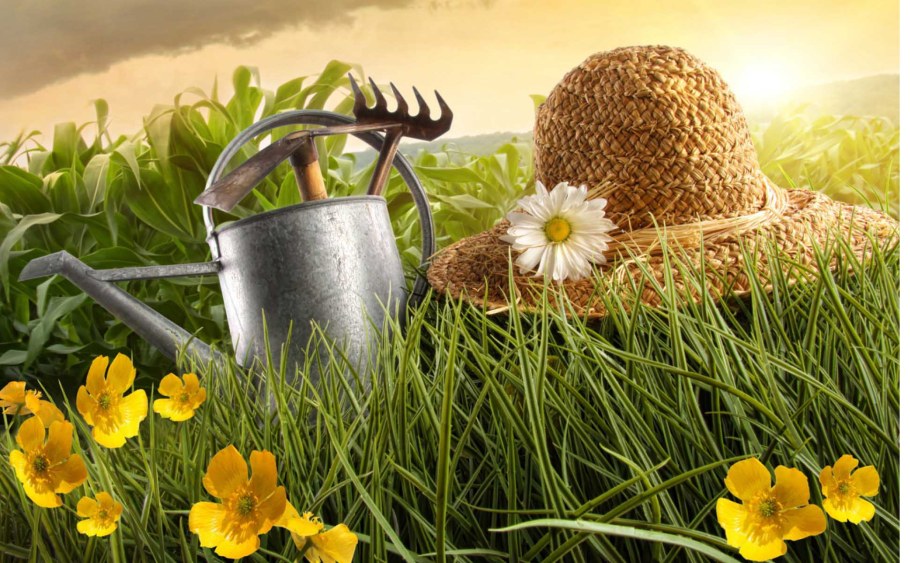 Утро в огороде