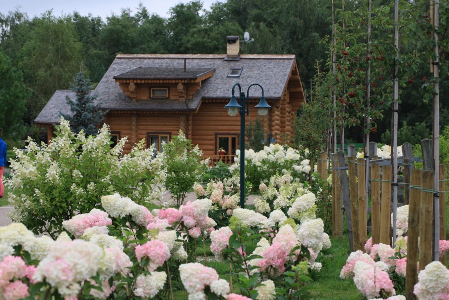 Сирень в ландшафтном дизайне дачного участка фото