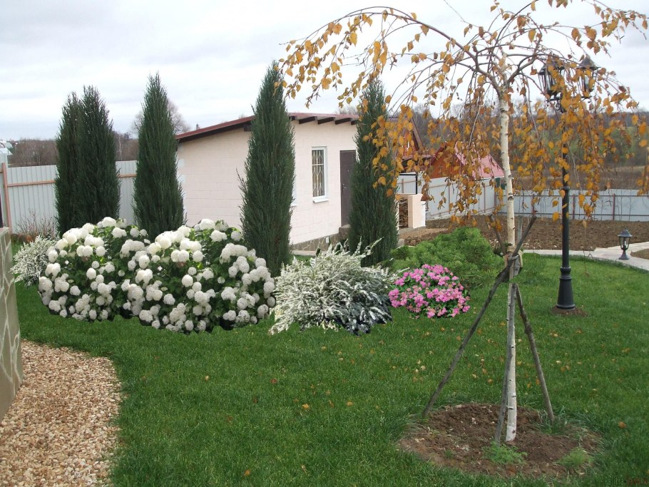 Глициния вьющаяся