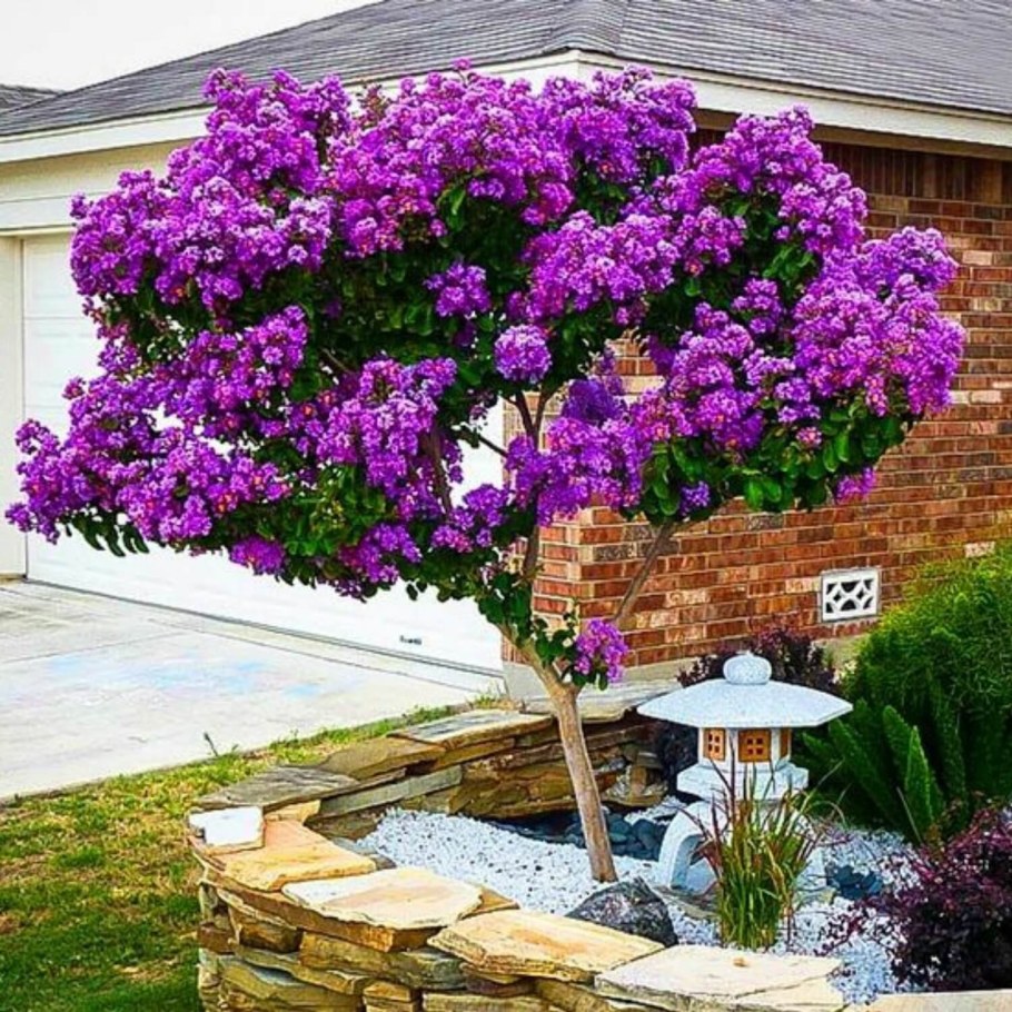 Штамбовые розы в ландшафтном дизайне