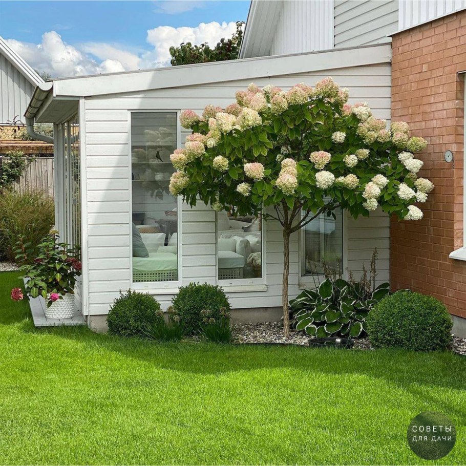 Миксбордер вейгела, Жасмин