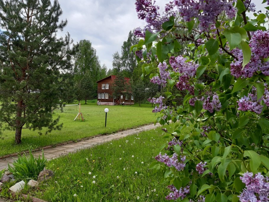 Гортензия кустарник