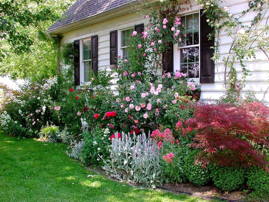 Сирень мелколистная Суперба на штамбе