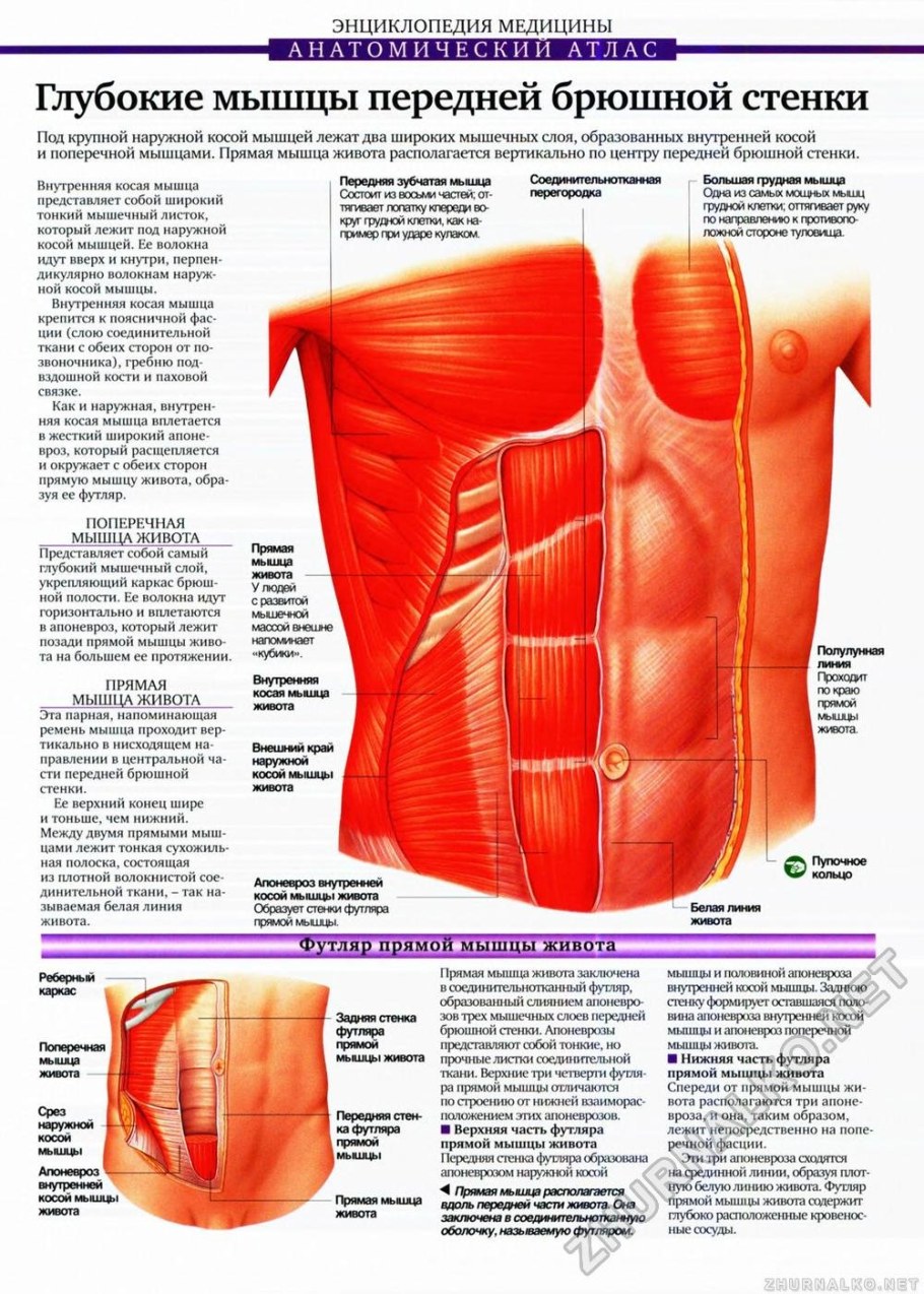 Узкие стенки в гостиную